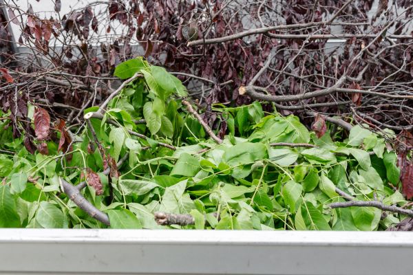 Cost of Brush Pile Removal in Costa Mesa
