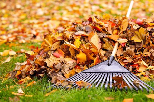Cost of Leaves Removal in Costa Mesa
