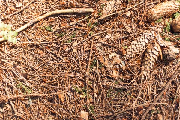Cost of Pine Needles Removal in Costa Mesa