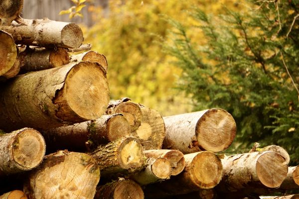 Cost of Wood Pile Removal in Costa Mesa