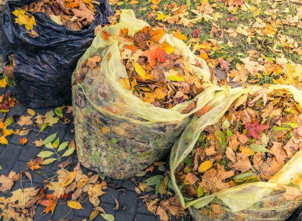 Cost of Yard Cleanup Service in Costa Mesa