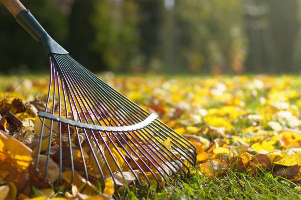 Cost of Leaf Raking Service in Costa Mesa