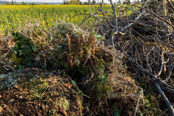 Cost of Brush Disposal in Costa Mesa