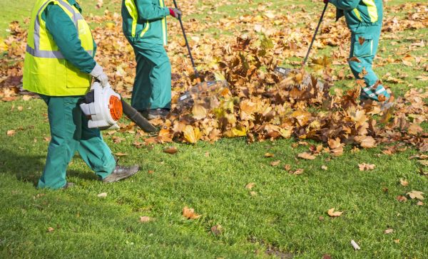 Cost of Leaf Maintenance in Costa Mesa
