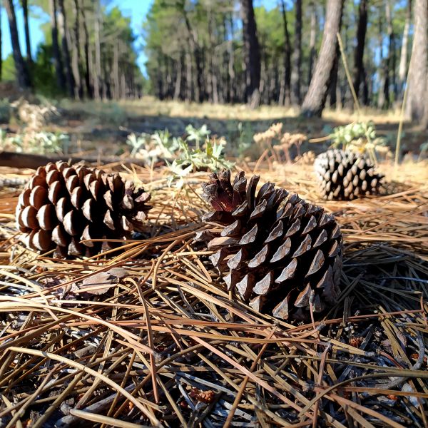 Cost of Pine Cone Removal in Costa Mesa