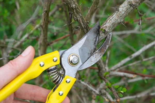 Cost of Limbs Removal in Costa Mesa