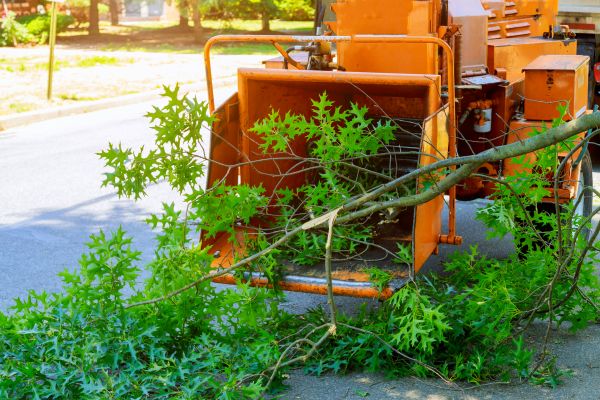Cost of Tree Branches Removal in Costa Mesa