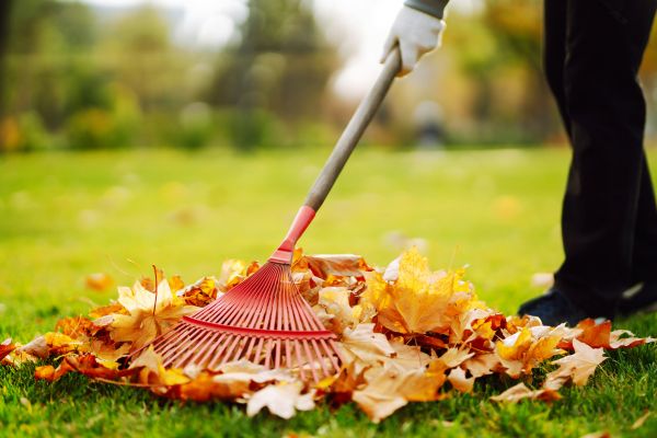 Cost of Ditch Leaf Removal in Costa Mesa