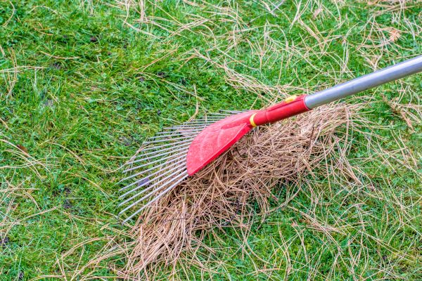 Cost of Yard Raking in Costa Mesa