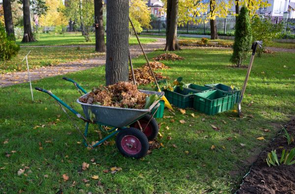 Cost of Leaf Clearing Service in Costa Mesa