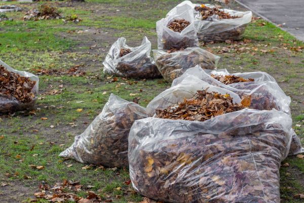 Cost of Leaf Pile Disposal in Costa Mesa