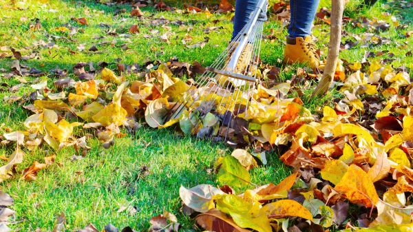 Cost of Lawn Cleanup Service in Costa Mesa